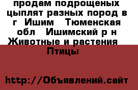 продам подрощеных цыплят разных пород в г. Ишим - Тюменская обл., Ишимский р-н Животные и растения » Птицы   